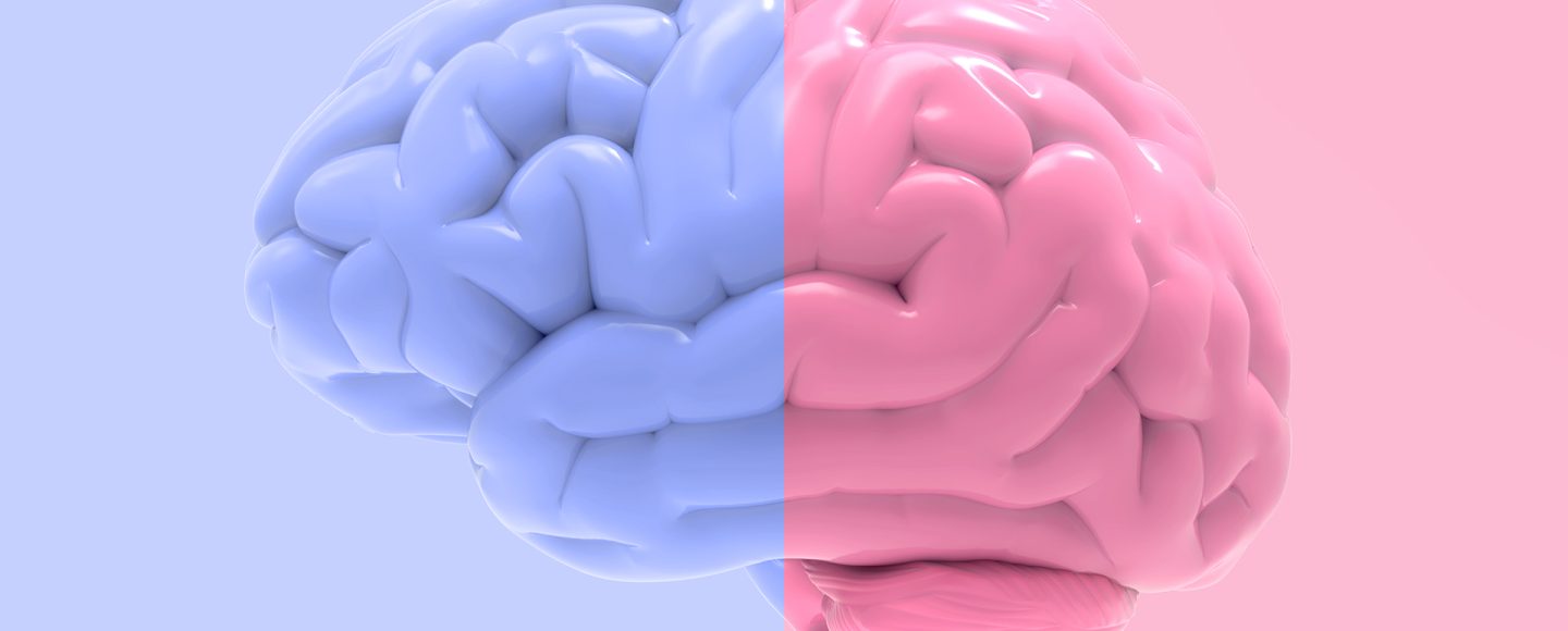 Женский Мозг Отличается От Мужского Или Нет? - Горящая Изба