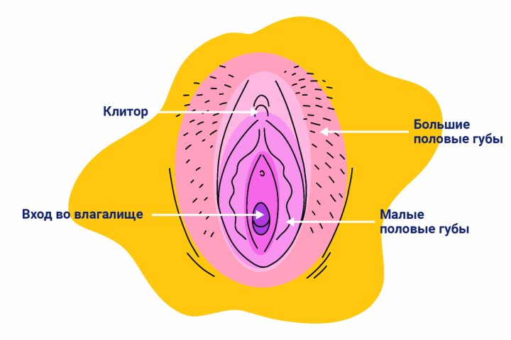 Женская репродуктивная система — Википедия