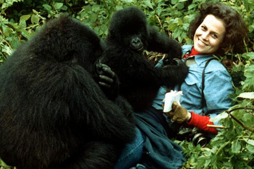 Dian fossey презентация