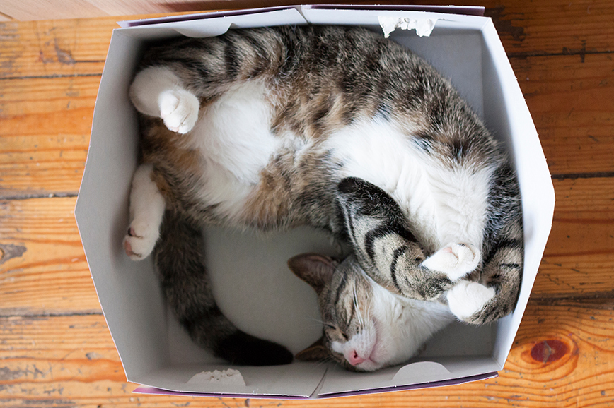 5 причин, почему кошки так любят коробки - Горящая изба