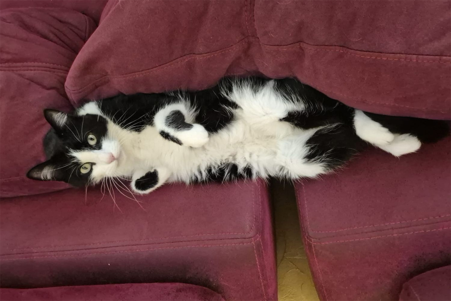 потерявшийся кот