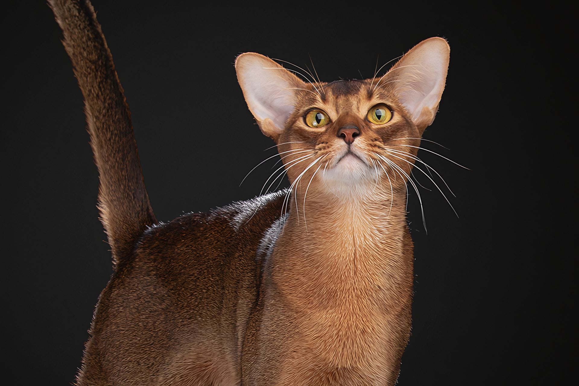 самый красивый кот в мире