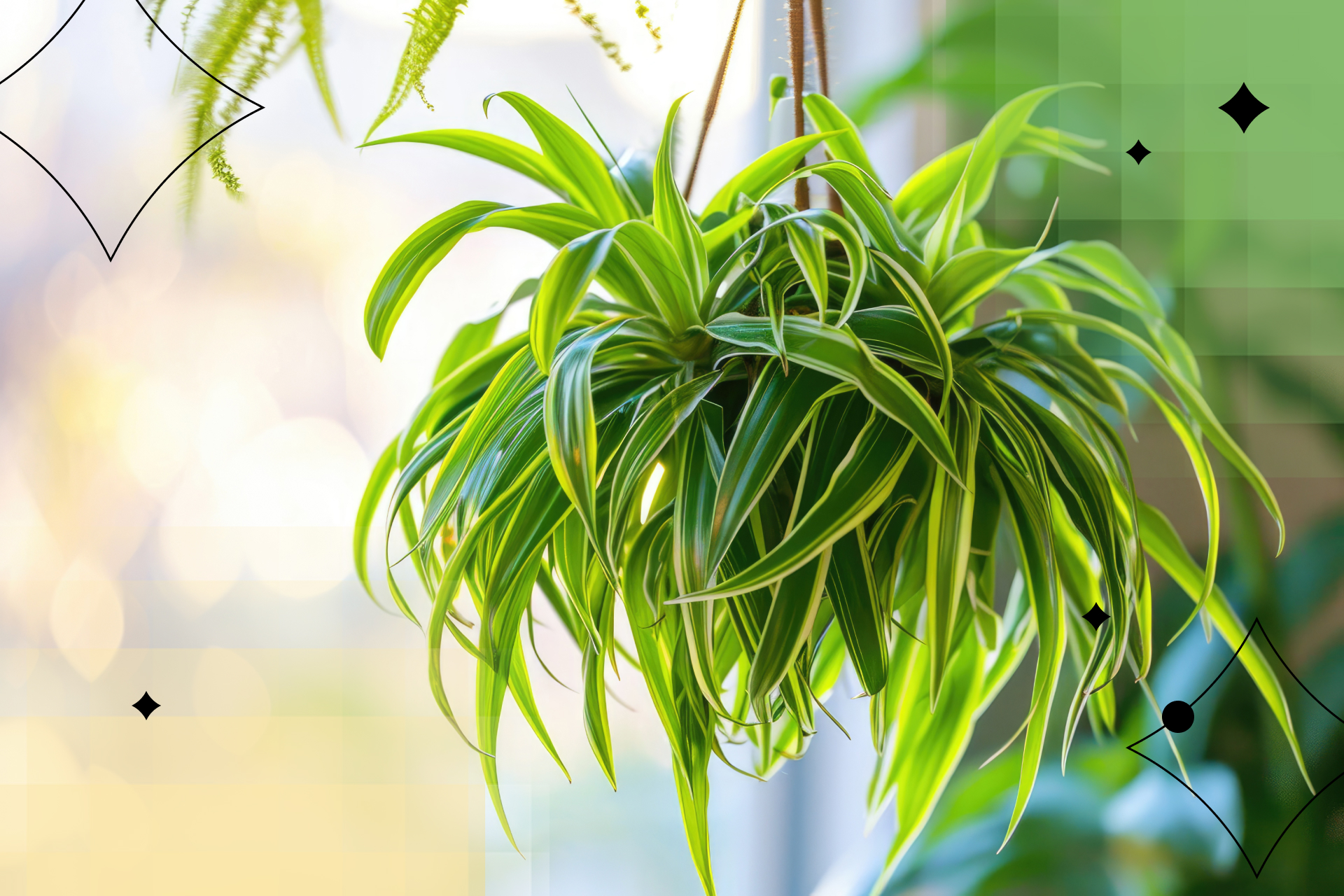 15 v'yushchihsya komnatnyh rastenij, kotorye prevratyat kvartiru v dzhungli